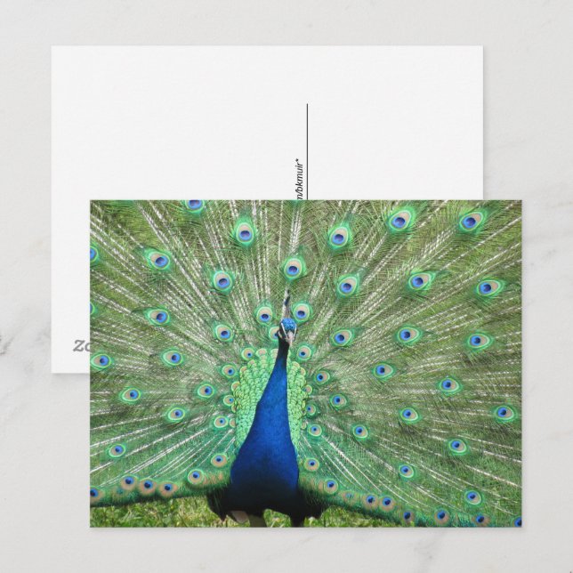Postcard - Peacock with fanned tail (Front/Back)