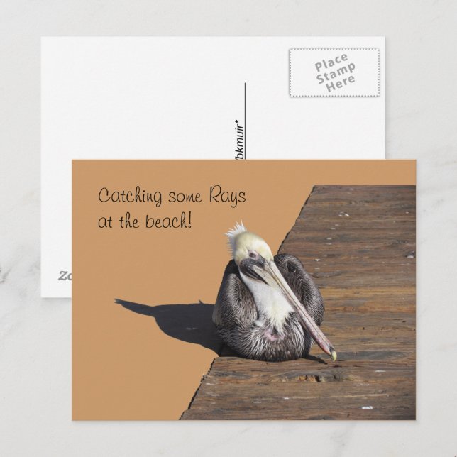 Postcard - Pelican on Pier (Front/Back)