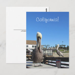 Postcard - Pelicans on Pier
