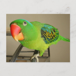 Postcard:  Philippine Blue Nape Parrot Postcard