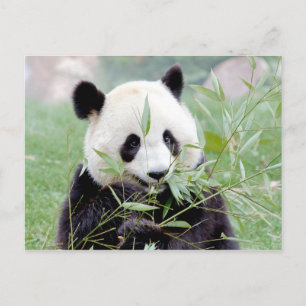 Postcard Photo giant panda , animals 0331.