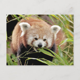 Postcard Photo red panda , animals 0506.