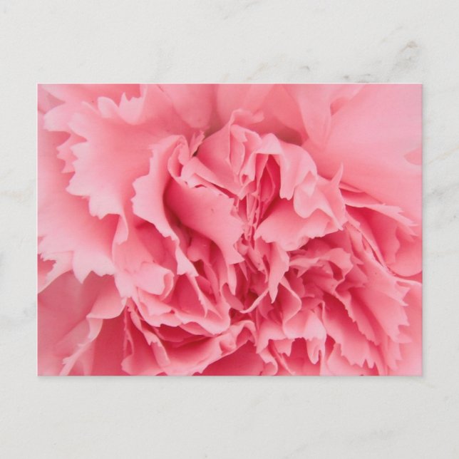 Postcard Pink Carnation Close Up (Front)