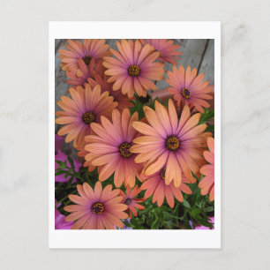 POSTCARD Pink Flowers
