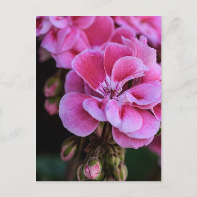 Postcard Pink Geranium Blossoms Photography (Front)