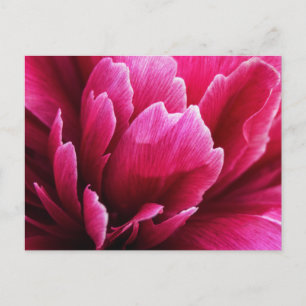 Postcard Pink Peony Flower Petals