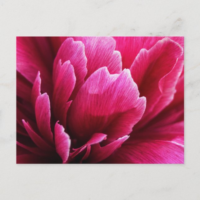 Postcard Pink Peony Flower Petals (Front)