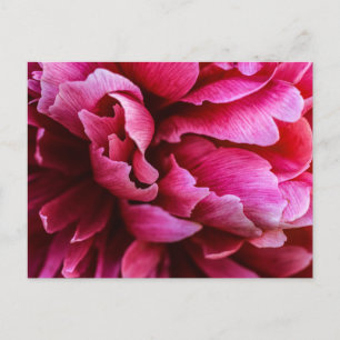 Postcard Pink Peony Petals