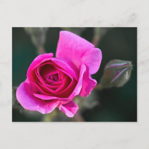 Postcard Pink Rose And Buds Photograph