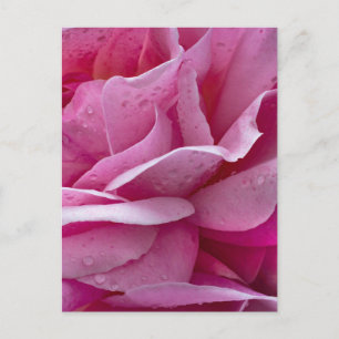 Postcard Pink Rose Petals And Dew Drops