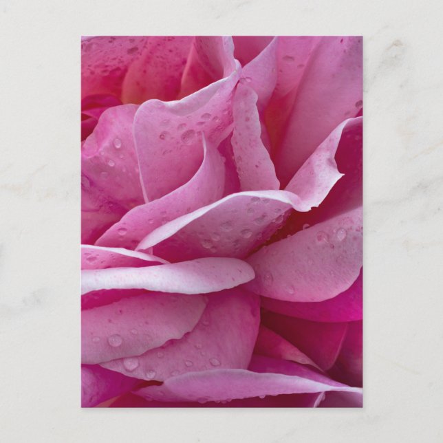 Postcard Pink Rose Petals And Dew Drops (Front)
