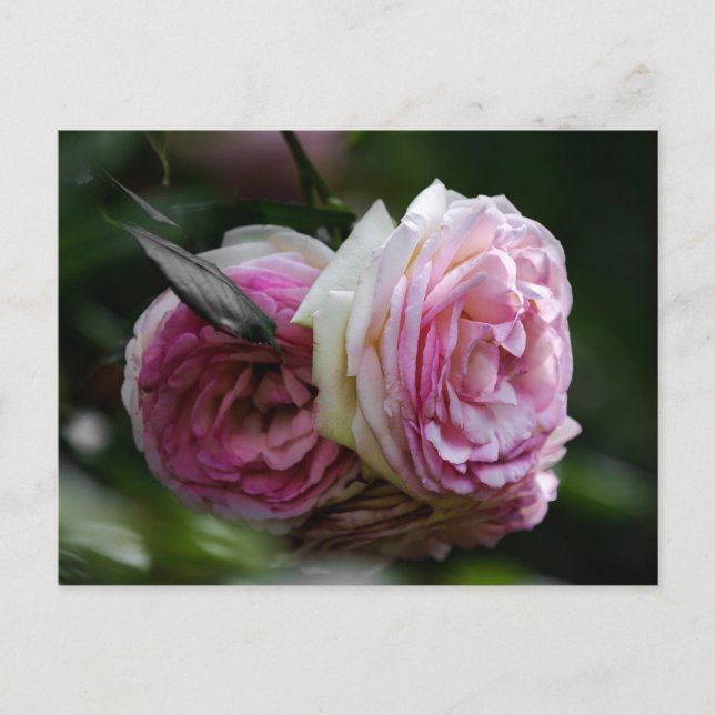 Postcard Pink Roses - Blushing Duet (Front)