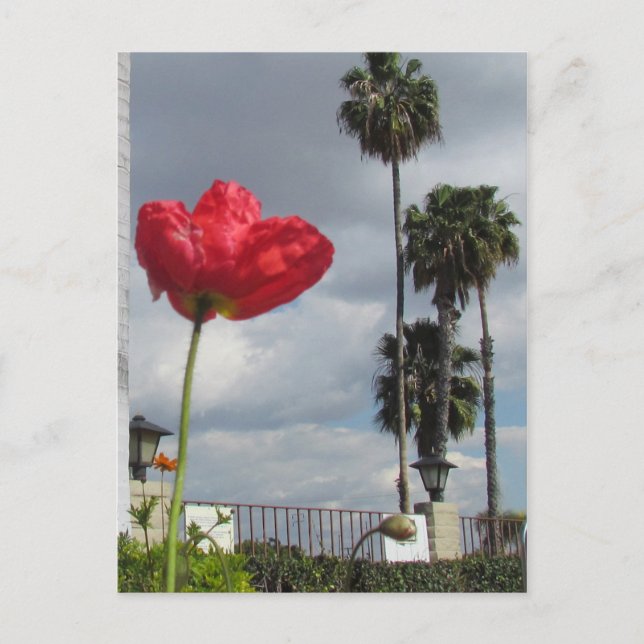 Postcard - Poppy Aspirations (Front)