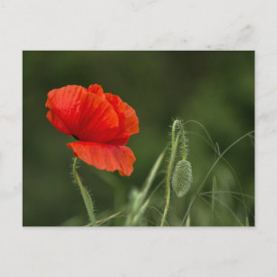 Postcard - Poppy Flower - Solitary Grace