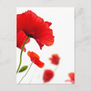 Postcard - poppy flowers