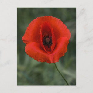 Postcard Poppy Photography