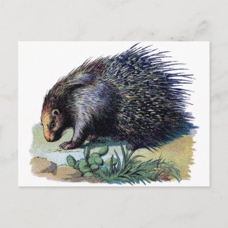 Postcard - Porcupine