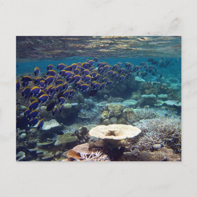 Postcard - Powder Blue Surgeon Fish (Front)