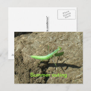 Postcard - Praying Mantis
