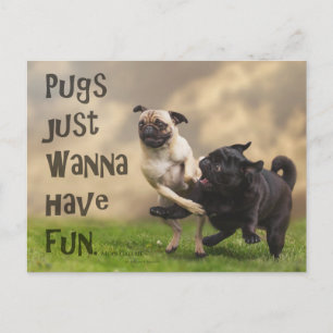 Postcard "Pugs just wanna have fun"