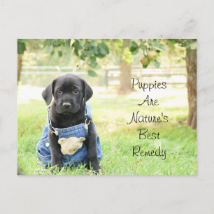 Postcard Puppies are Nature's Best Remedy