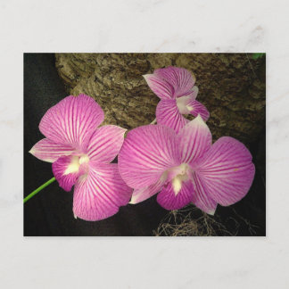 Postcard: Purple Striped Orchids Postcard