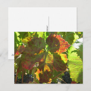 Postcard - Red Grape Leaf on Vine