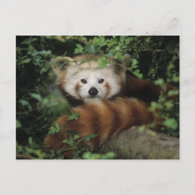 Postcard - red panda (Front)