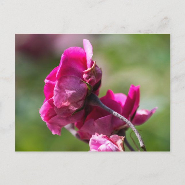 Postcard Rose - Magenta Grace (Front)