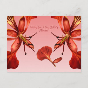 Postcard Royal Poinciana