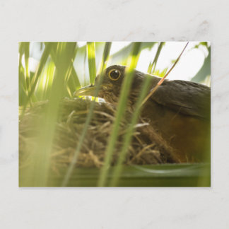 Postcard - Sabiá-Laranjeira | Paragraph 11