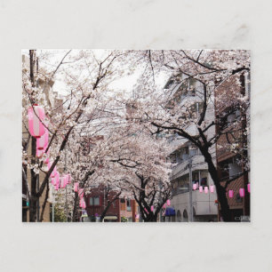 Postcard Sakura in the Tokyo Cherry Blossom, Japan