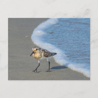 Postcard - Sandpiper on the Beach