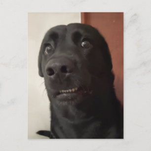 Postcard Scared Dog Meme