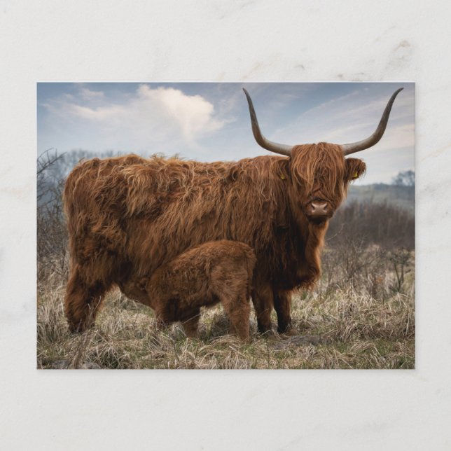 Postcard Scottish Highland with calf (Front)