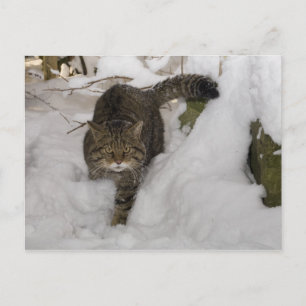 Postcard - Scottish wildcat