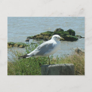 Postcard – Seagull on Piling