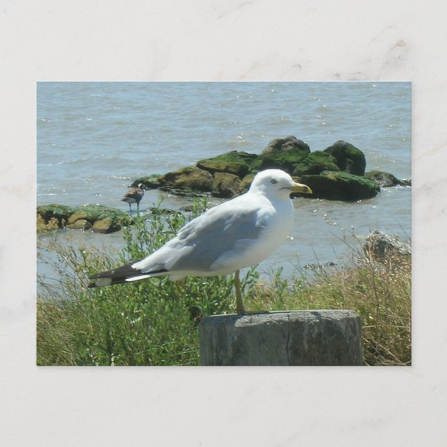 Postcard – Seagull on Piling (Front)