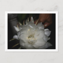 Postcard, Size: Standard Postcard, Pa