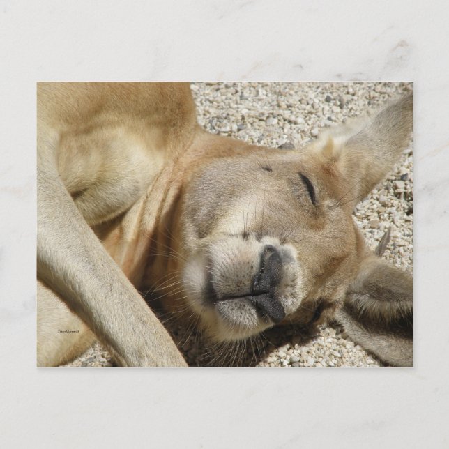 Postcard Sleeping Kangaroo QLD Australia (Front)