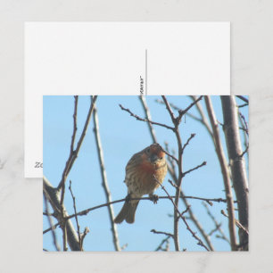 Postcard - Sparrow in Tree