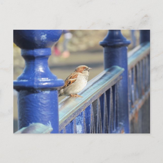 Postcard - Sparrow on Fence (Front)