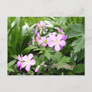 Postcard Spring Flowers Wild Geraniums Garden