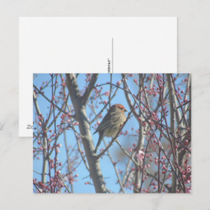 Postcard - Spring Perch