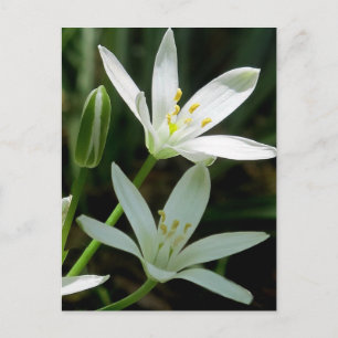 Postcard: Star-of-Bethlehem (Flower) Postcard