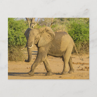 Postcard - Strutting Elephant in Zambia
