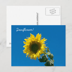 Postcard - Sunflower!