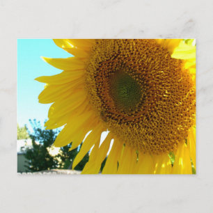 Postcard - Sunflower and Bee
