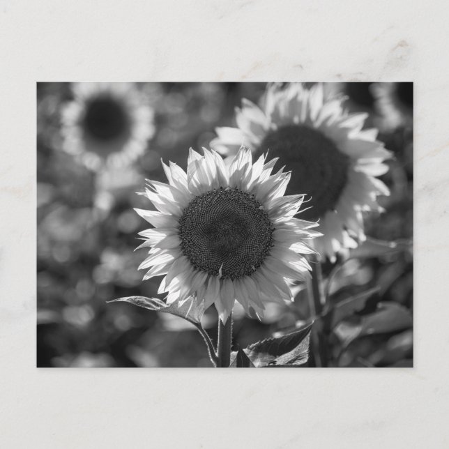 Postcard Sunflower BW (Front)