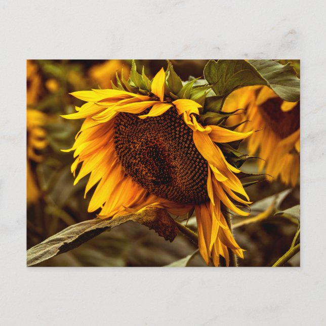 Postcard Sunflower Elegance (Front)